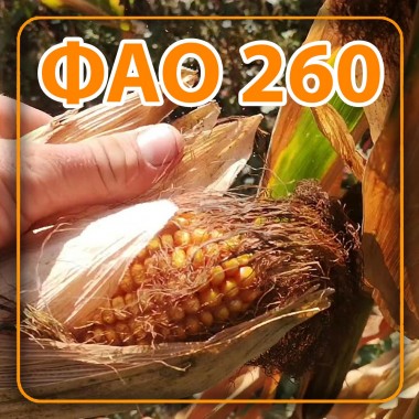 Насіння кукурудзи Фієста ФАО 260