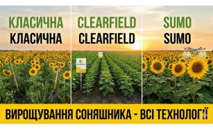 Вирощування соняшника - всі технології: КЛАСИЧНА CLEARFIELD SUMO