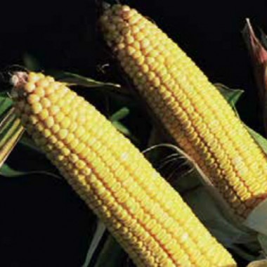 Семена кукурузы Деволви КС