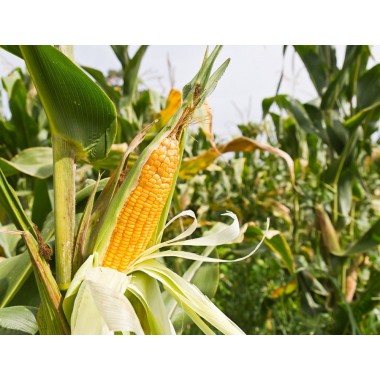 Семена кукурузы Джекпот МС (ФАО 180)