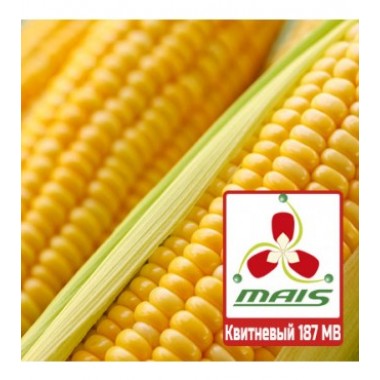 Семена кукурузы Квитневый 187 МВ (ФАО 180)