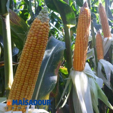 Семена кукурузы МАС 36.А / MAS 36.A