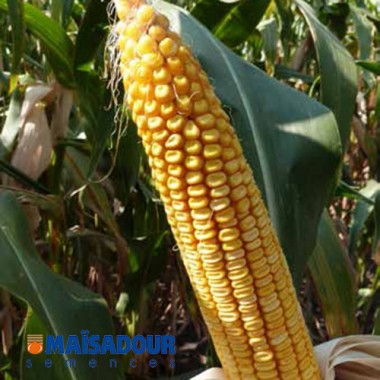 Семена кукурузы МАС 33.А / MAS 33.A