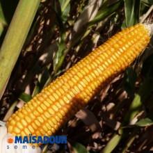Семена кукурузы МАС 44.А / MAS 44.A