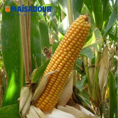Семена кукурузы ДМ 3315 / DM 3315