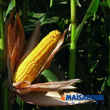 Семена кукурузы МАС 20.Ф / MAS 20.F