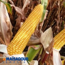Семена кукурузы МАС 23.К / MAS 23.K
