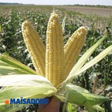 Купить семена кукурузы. Семена кукурузы на посев