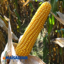 Семена кукурузы МАС 25.Ф / MAS 25.F