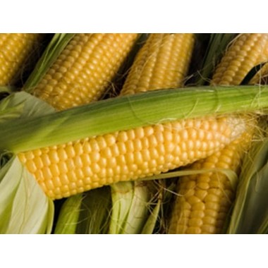 Семена кукурузы Кампони КС