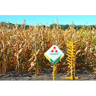 Семена кукурузы Залещицкий 191 СВ (ФАО 190)