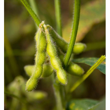 Посівна соя ЕС Директор рання