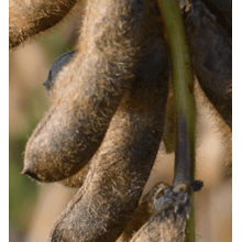 Посівна соя ЕС Командор ультрарання Посівна соя ЕС Командор ультрарання