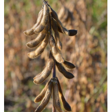 Посівна соя ЕС Композитор Посівна соя ЕС Композитор