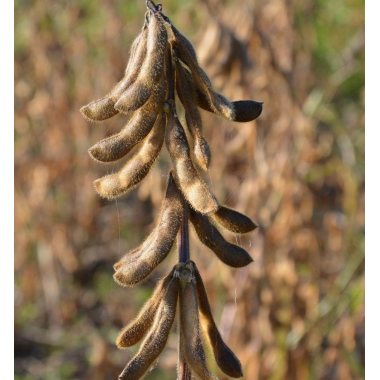 Посівна соя ЕС Композитор