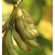 Посівна соя РЖТ Сателія