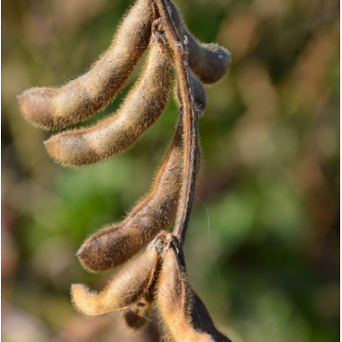 Посівна соя ЕС Візитор рання