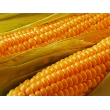 Семена кукурузы Гран 220