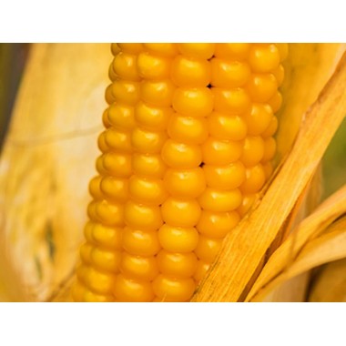 Семена кукурузы Гран 6