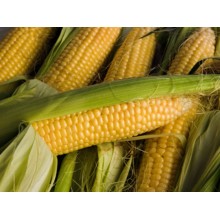 Семена кукурузы ВН 6763