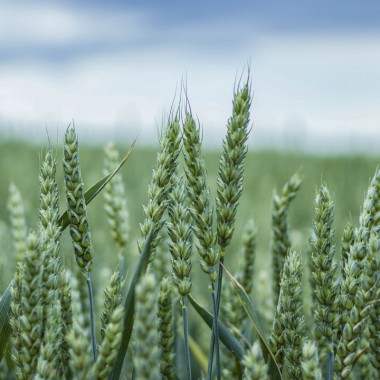 Семена озимой пшеницы "Даринка Киевская"