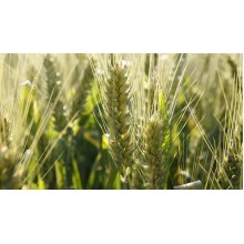 Озимая пшеница "Надійна" (Надежная) Элита 