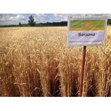 Семена озимой пшеницы "Богдана" Элита