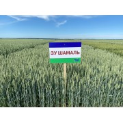 Насіння озимої пшениці "ЗУ Шамаль"