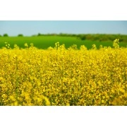 Насіння озимого ріпаку "Блекстоун" ВНІС