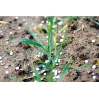 Не купуйте сміття дорого! Передпосівні стартові добрива їх "замінники"