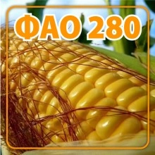 Кукурудза ДБ Хотин ФАО 280 Кукурудза ДБ Хотин ФАО 280