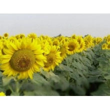 Насіння соняшнику Жалон