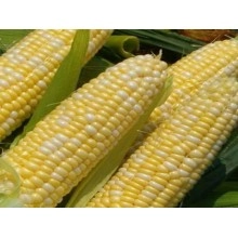 Насіння кукурудзи ЄС Бітл