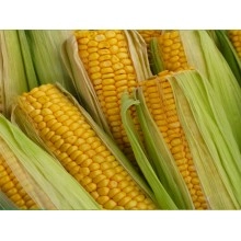 Насіння кукурудзи ЄС Бомбастик Насіння кукурудзи ЄС Бомбастик