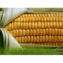 Насіння кукурудзи Крістель