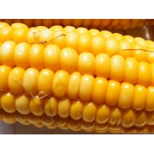 Насіння кукурудзи ЄС Москіто Насіння кукурудзи ЄС Москіто