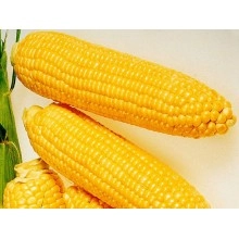 Насіння кукурудзи ЄС Олімпус Насіння кукурудзи ЄС Олімпус