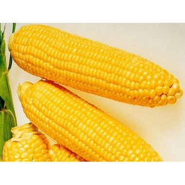 Насіння кукурудзи ЄС Олімпус
