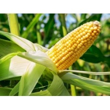 Насіння кукурудзи Дельфін