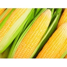Насіння кукурудзи ЄС Сенсор