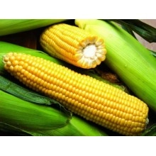 Насіння кукурудзи ЄС Сигма