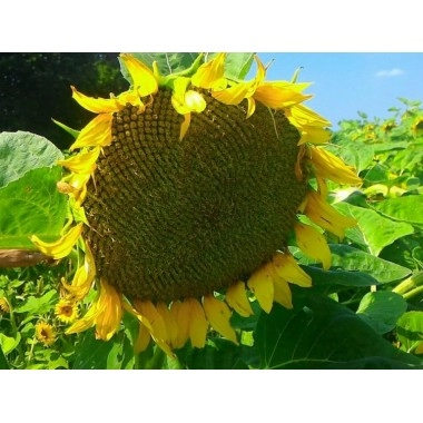 Насіння соняшнику НС Сумо 2021