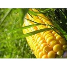 Насіння кукурудзи Бейм Насіння кукурудзи Бейм