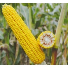 Насіння кукурудзи Пивиха