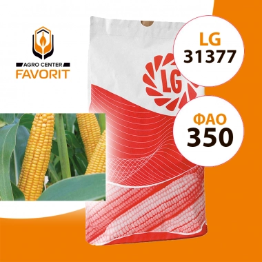 Насіння кукурудзи ЛГ 31377 (LG 31377) ФАО 350