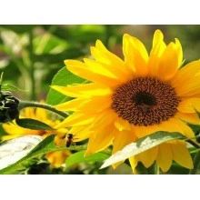 Насіння соняшнику ЛГ 5543 КЛ Насіння соняшнику ЛГ 5543 КЛ