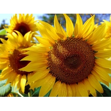 Насіння соняшнику ЛГ 5663