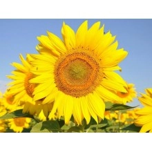 Насіння соняшнику Голдсан