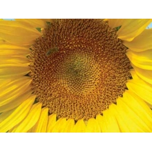 Насіння соняшнику Мегасан