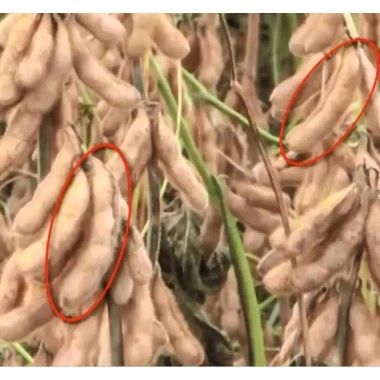 Насіння сої Монро (середньорання соя)